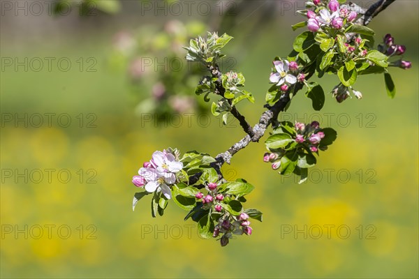 Flowering fruit trees in the orchards of the Swabian Alb, flowering apple tree, Weilheim an der