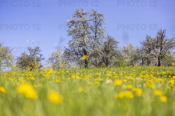 Flowering fruit trees in the orchards of the Swabian Alb, flowering apple tree, Weilheim an der