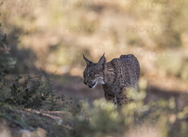 Iberian lynx young animal, Iberian lynx (Lynx pardinus), Extremadura, Castilla La Mancha, Spain,