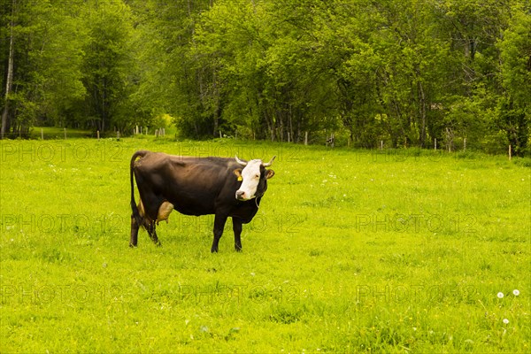 Single dairy cow, Vorderwaelder cattle, Vorderwaelder, Loretto meadows, near Oberstdorf, Allgaeu,