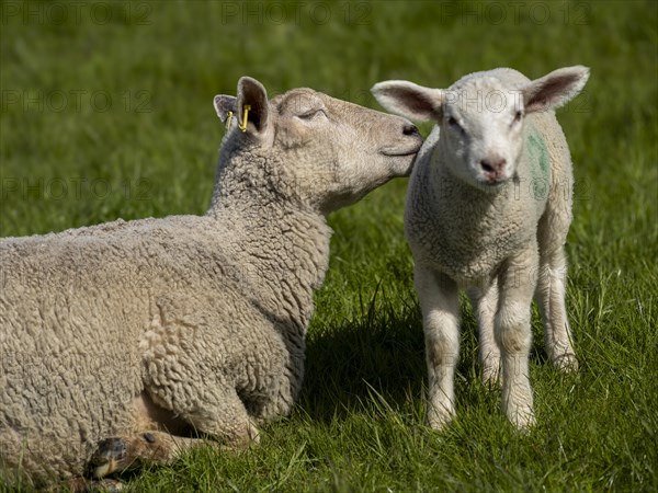 A sheep and a lamb on the dyke at the natural beach Hilgenriedersiel on the North Sea coast,
