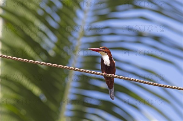 White-throated kingfisher (Halcyon smyrnensis) or Common kingfisher in Kerals Backwaters,