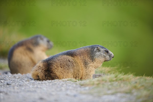 Alpine marmot (Marmota marmota) beside a trail in summer, Grossglockner, High Tauern National Park,
