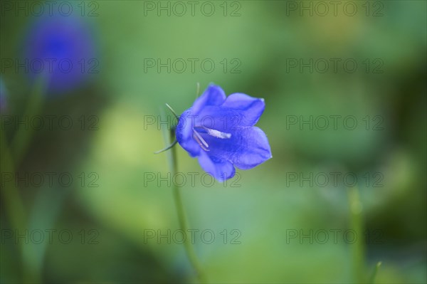 Earleaf bellflower (Campanula cochleariifolia) blooming in the mountains at Hochalpenstrasse,