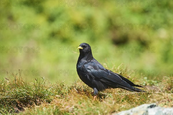 Yellow-billed chough (Pyrrhocorax graculus) sitting on a meadow in the mountains at