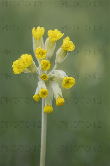 Common cowslip (Primula veris), Thuringia, Germany, Europe