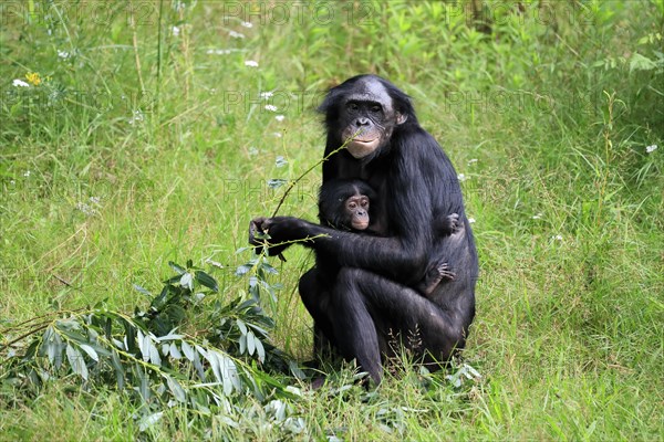 Bonobo, bonobo (Pan Paniscus), female, adult, young animal, feeding, Great ape, Primate,