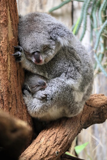 Koala (Phascolarctos cinereus), adult with young animal, sleeping, on tree, mother with young
