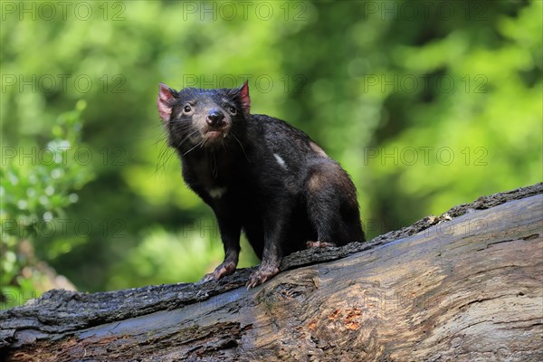 Tasmanian devil (Sarcophilus harrisii), adult, vigilant, on tree trunk, captive, Tasmania,