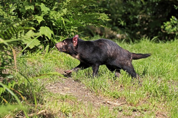 Tasmanian devil (Sarcophilus harrisii), adult, vigilant, running, captive, Tasmania, Australia,