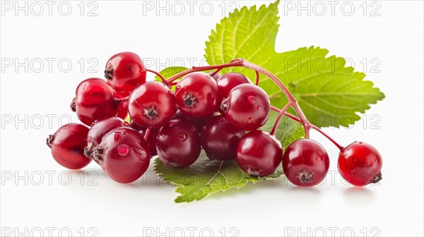 Fresh red currants with a vibrant green leaf, illustrating ripeness and natural beauty, AI