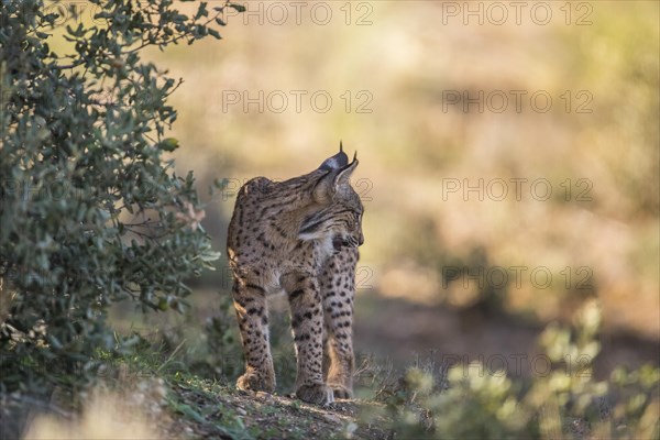 Iberian lynx young animal, Iberian lynx (Lynx pardinus), Extremadura, Castilla La Mancha, Spain,