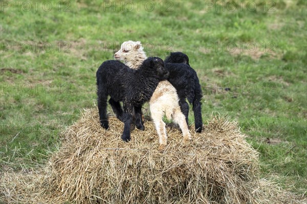 Two black and white-brown lambs playing on a hay bale. Ouessant sheep (Breton dwarf sheep) and