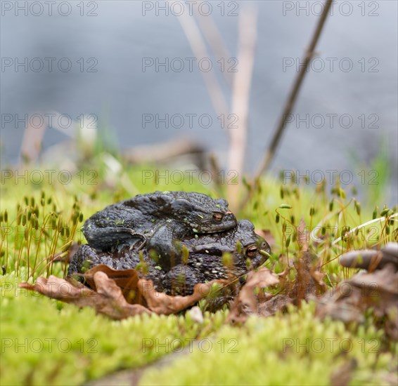 Two mating Common toads (Bufo Bufo), male, female animal, almost black pair in amplexus on moss