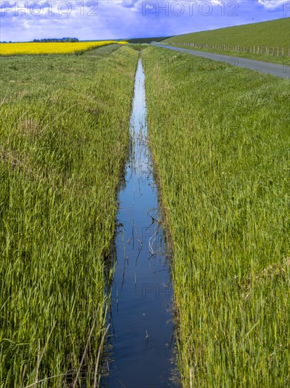 Grasses at a ditch at the natural beach Hilgenriedersiel at the North Sea coast in East Frisia,