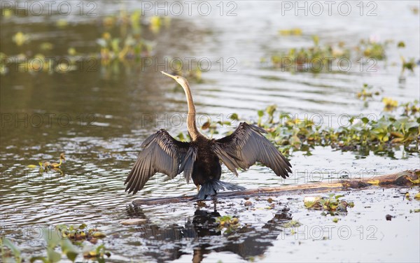 Oriental Darter (Anhinga melanogaster) spreading its wings, Backwaters, Kumarakom, Kerala, India,