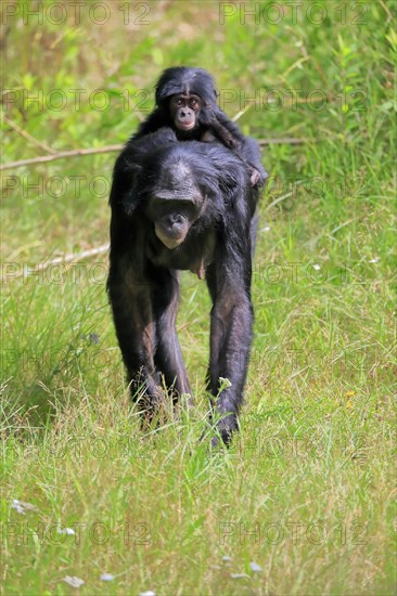Bonobo, bonobo (Pan Paniscus), female, adult, young animal, foraging, Great ape, Primate,
