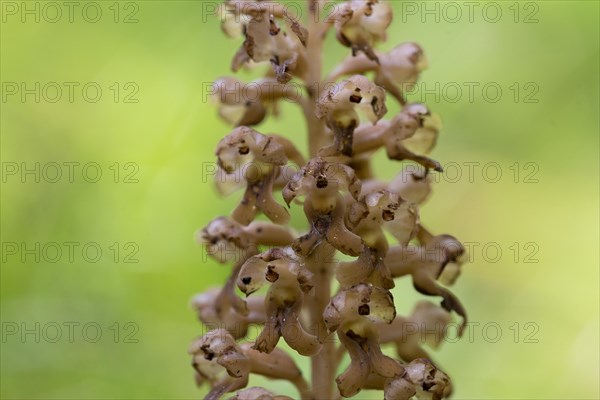 Bird's-nest orchid (Bird's-nest orchid nidus-avis), close-up of inflorescence, Hohenschwangau,