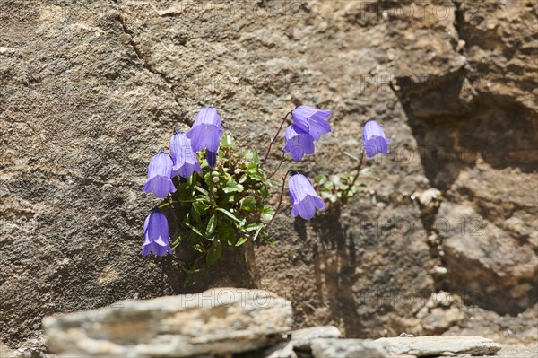 Earleaf bellflower (Campanula cochleariifolia) blooming in the mountains at Hochalpenstrasse,