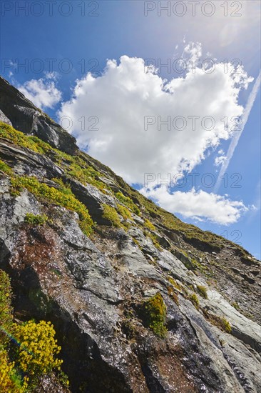 Yellow mountain saxifrage (Saxifraga aizoides) blooming in the mountains at Hochalpenstrasse,