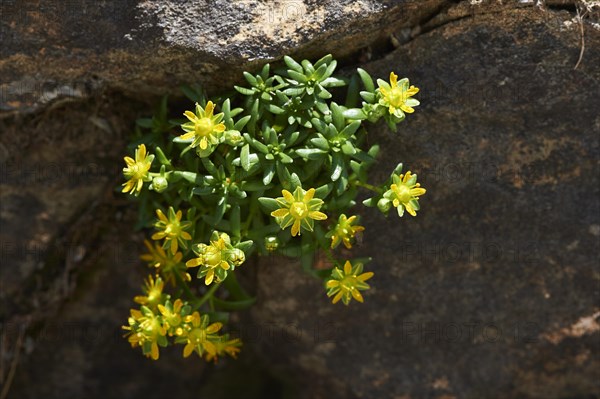 Yellow mountain saxifrage (Saxifraga aizoides) blooming in the mountains at Hochalpenstrasse,