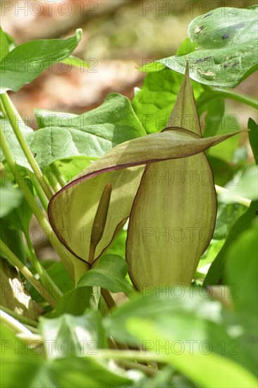 Leaves and flowers of the common arum (Arum maculatum) in the forest of the Hunsrueck-Hochwald