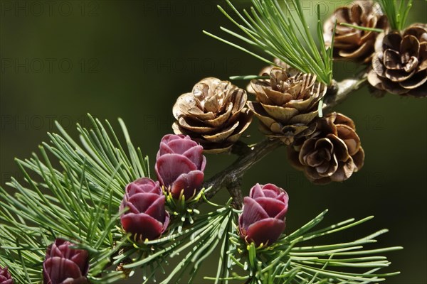 American Larch, spring, Germany, Europe
