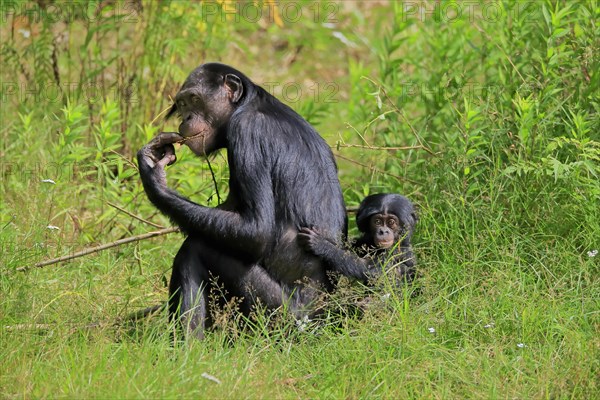 Bonobo, bonobo (Pan Paniscus), female, adult, young animal, feeding, Great ape, Primate,