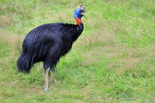 Northern cassowary (Casuarius unappendiculatus), adult, foraging, calling, captive, Papua New