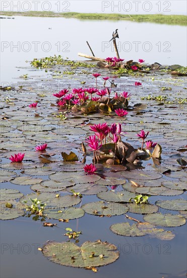 Nymphaea pubescens or hairy water lily or pink water lily, Backwaters, Kerala, India, Asia