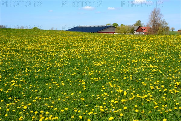 Meadow filled with flowering dandelion in front of a farm in Skurup community, Scania, Sweden,