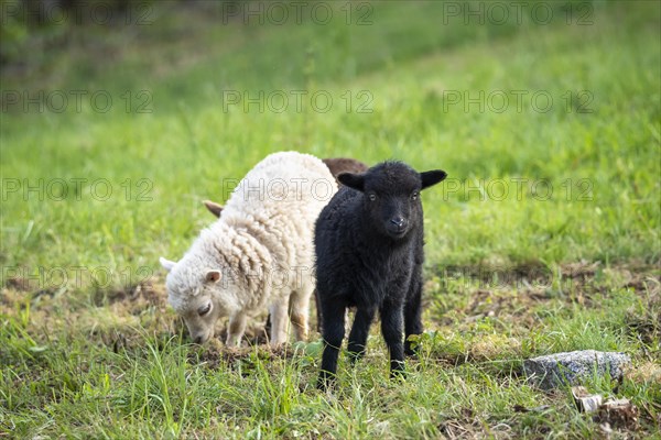 Three lambs are standing in a meadow, one black, one white-brown and one brown in the background.