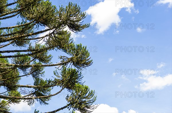 Beautiful Araucaria tree, typical tree of the mountain region of Rio Grande do Sul, Brazil, South
