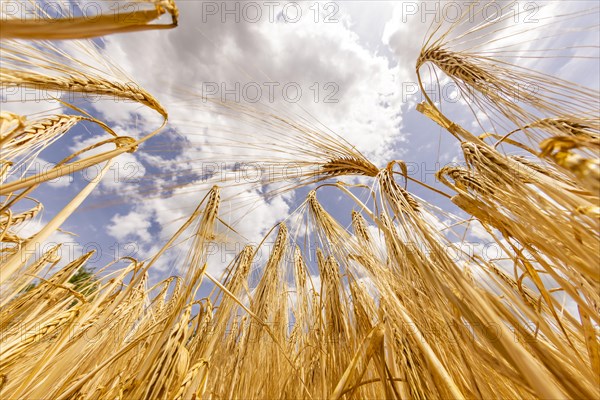 Ripe ears of barley in front of a clear blue sky with white clouds, Cologne, North
