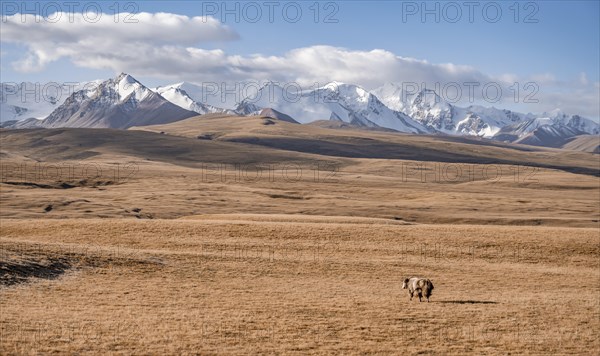 Glaciated and snow-covered mountains, yak in autumnal mountain landscape with yellow grass, Tian