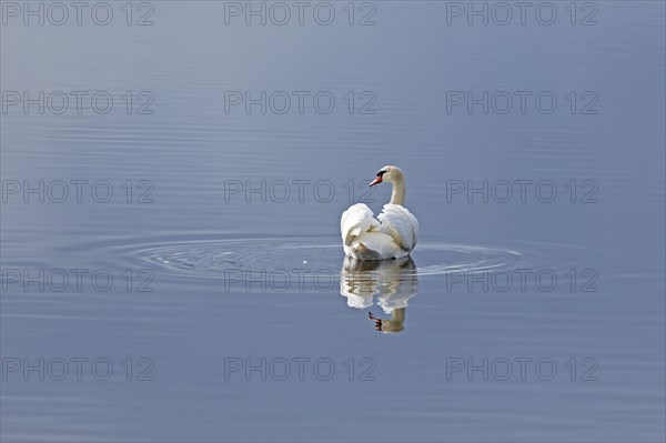 Mute swan (Cygnus olor), reflection, water, Geltinger Birch, Goldhoeft, Nieby, Schlei,