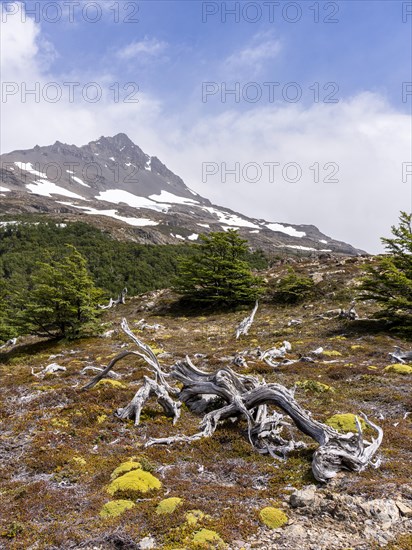 Ferrier hill, Hike to Ferrier lookout, Torres de Paine, Magallanes and Chilean Antarctica, Chile,