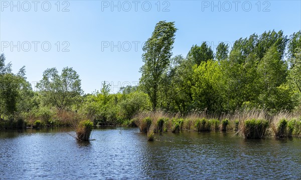Nature at the large cleaning pond in Beech Forest, Hobrechtswald, Beech, Brandenburg, Germany,