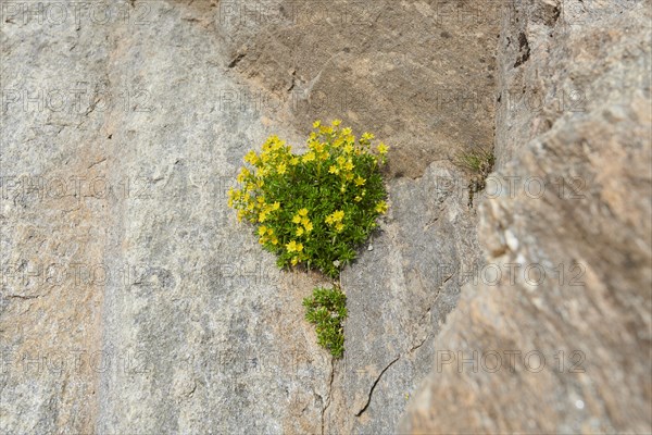 Yellow mountain saxifrage (Saxifraga aizoides) blooming in the mountains at Hochalpenstrasse,