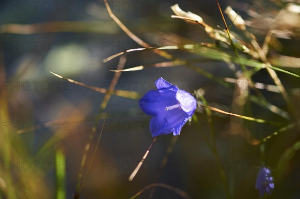 Earleaf bellflower (Campanula cochleariifolia) blooming in the mountains at Hochalpenstrasse,
