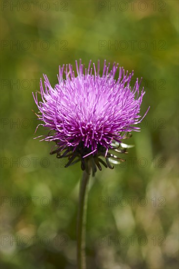 Alpine thistle (Carduus defloratus) blooming in the mountains at Hochalpenstrasse, Pinzgau,