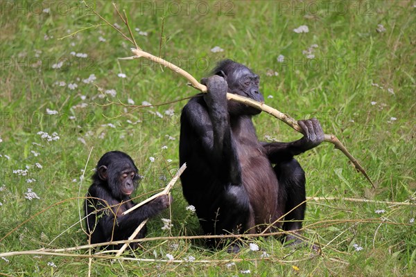 Bonobo, bonobo (Pan Paniscus), female, adult, young animal, feeding, Great ape, Primate,
