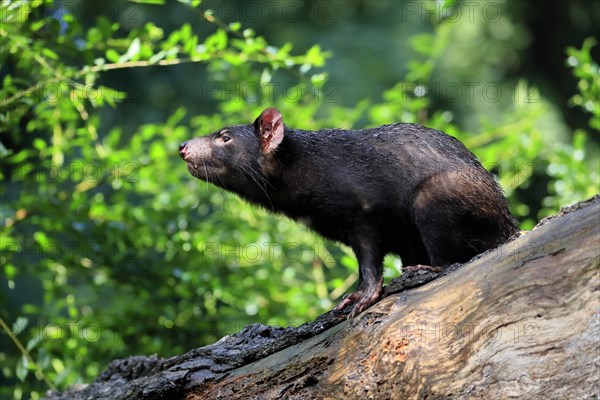 Tasmanian devil (Sarcophilus harrisii), adult, vigilant, on tree trunk, captive, Tasmania,