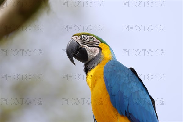 Blue and yellow macaw (Ara ararauna), animal portrait, captive, occurrence South America, Hesse,