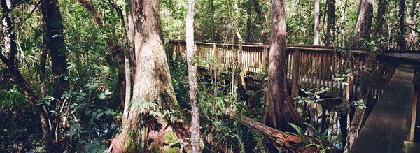 Kirby Storter Roadside Park, Tamiami Trail East, Ochopee, Everglades, Florida, USA, North America