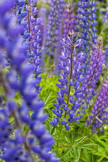 Lupin blossoms (Lupinus polyphyllus), Rio Murta, Carretera Austral, Rio Ibanez, Aysen, Chile, South