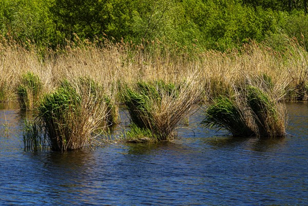Nature at the large cleaning pond in Beech Forest, Hobrechtswald, Beech, Brandenburg, Germany,