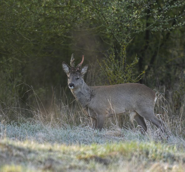 European roe deer (Capreolus capreolus), roebuck in winter coat, winter cover, one antler in the