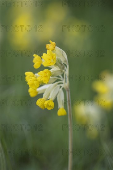 Common cowslip (Primula veris), Thuringia, Germany, Europe