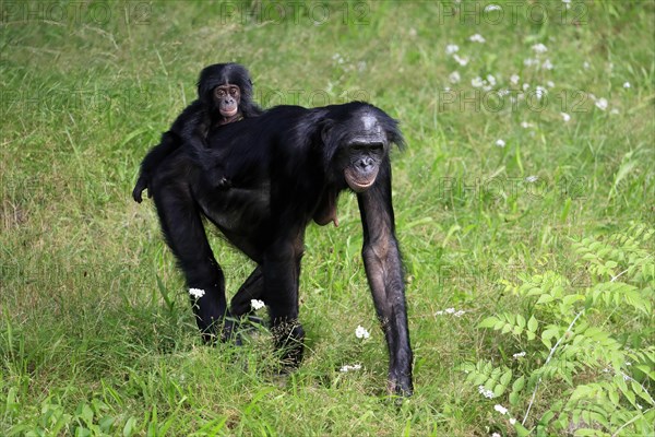Bonobo, bonobo (Pan Paniscus), female, adult, young animal, foraging, Great ape, Primate,